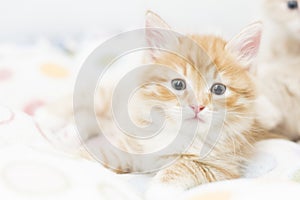 red kitten into a coloured basket,siberian cat at two months