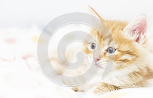 red kitten into a coloured basket, siberian cat at two months