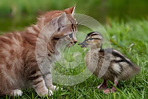 Red kitten and duckling share adorable moment together