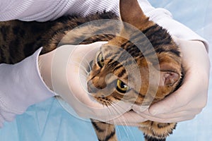 Red kitten is examined by vet in clinic, front view