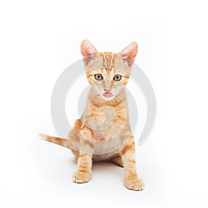 Red kitten funny licks with tongue, isolated on white background. Adorable baby cat. Animal. Cute pet