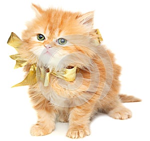 Red kitten with gold bow