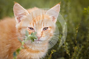red kitten in green grass