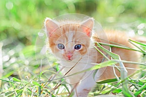 Red kitten on green grass