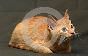 Red kitten on a grey background