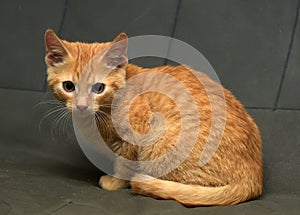 Red kitten on a grey background