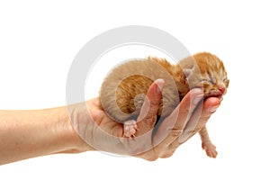 Red kitten in hand isolated on white background