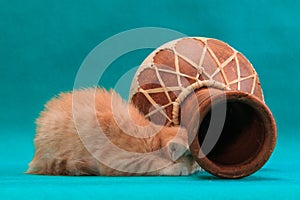 Red kitten hiding beneath darbuka drum