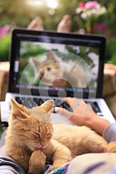 Red kitten lick its paw on human knees with laptop photo