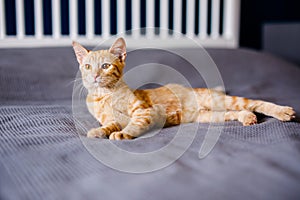 The red kitten lies on the gray blanket, looking around interestedly and wants to play