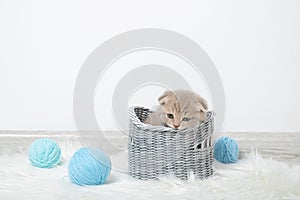 Red kitten nibbles a basket. Is being played.