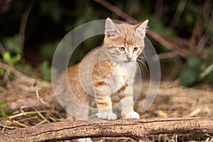 Red Kitten Outdoor