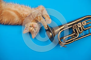 Red kitten playing with golden trumpet