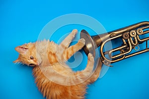 Red kitten playing with golden trumpet