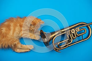 Red kitten playing with golden trumpet