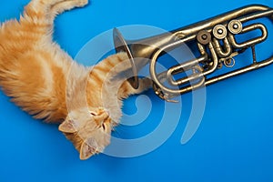 Red kitten playing with golden trumpet