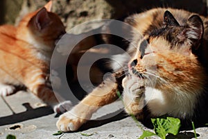 Red kitten playing with her mother. Tricolor cat on the street messing with your child. Cat games in the summer on the green grass