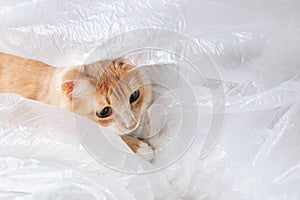 Red kitten plays hiding in transparent film close-up