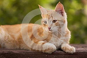 Red kitten resting lying on a wooden bench in the yard