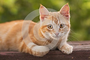 Red kitten resting lying on a wooden bench in the yard