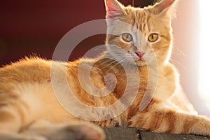 Red kitten resting lying on a wooden bench in the yard