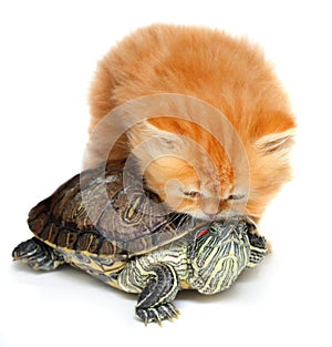 Red kitten with sea turtle