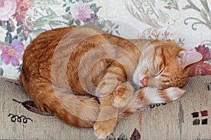 Red Kitten Sleeping on the Sofa