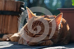 Red kitten sleeping on the terrace, sweet dream of a pet a