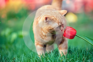 Red kitten sniffs tulip flower