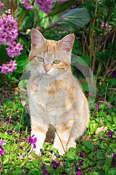 Red kitten on spring flowers