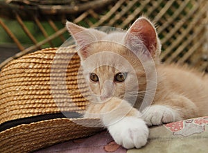 RED KITTEN AND STRAW HAT ON THE BENCH