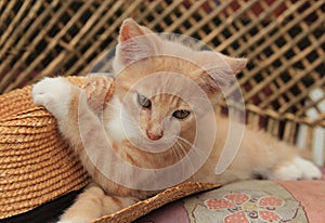 RED KITTEN AND STRAW HAT ON THE BENCH