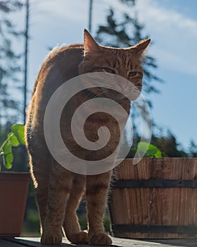 Red kitten stretches like a cat arching its back after a sweet sleep a