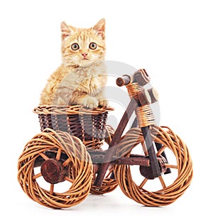 Red kitten on toy bike.