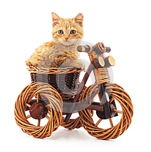 Red kitten on toy bike.