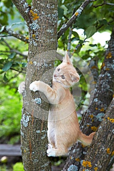 Red kitten on a tree in the afternoon