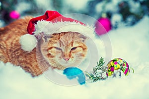 Red kitten, wearing Santa hat