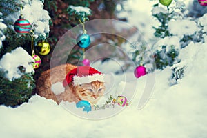 Red kitten,wearing Santa hat sitting near Christmas tree