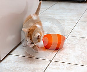 Red kitten with white spots near orange bowl on tiled floor