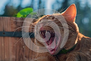 Red kitten yawns lying in nature and basking