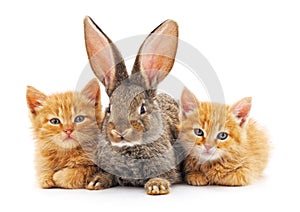 Red kittens and bunny