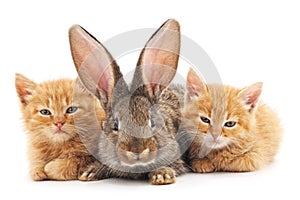 Red kittens and bunny.