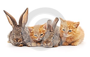 Red kittens and rabbits.