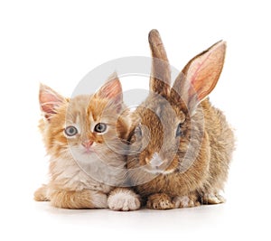 Red kitty and bunny.