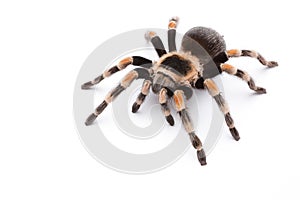 Red knee tarantula