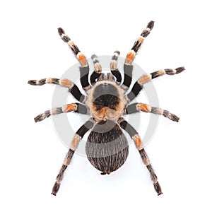 Red knee tarantula