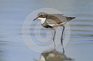 Red-kneed Dotterel