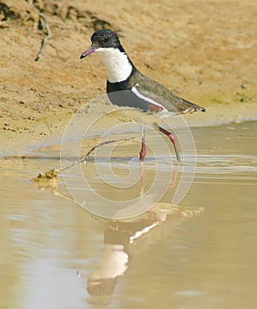 Red-kneed dotterel