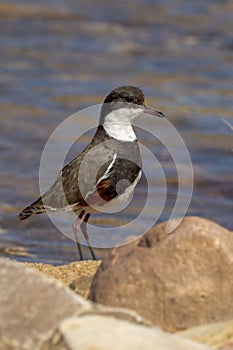 Red-kneed Dotterel in Northern Territory Australia