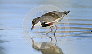 Red-kneed Dotterel wading in water